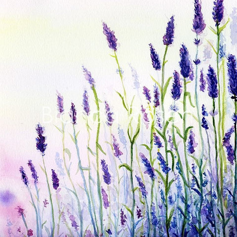 Lavender field