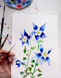 Colorado Columbine