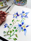Colorado Columbine